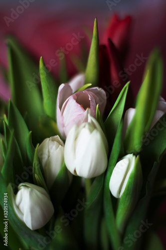 spring bouquet of tulips for holiday greetings