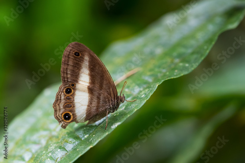 Satyrid butterflie - Euptychoides albofasciata, beautiful brown and white butterfly from South America forests, eastern Andean slopes, Wild Sumaco lodge, Ecuador.