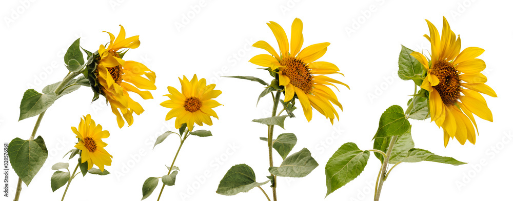 Few various sunflower flowers on stems at various angles on white background - obrazy, fototapety, plakaty 