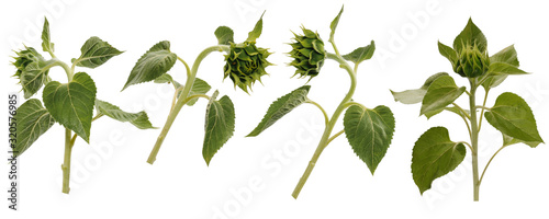 Four unopened sunflower buds on stems at various angles on white background