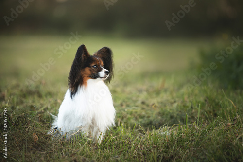 Beautiful papillon dog sitting in the green grass field in summer. Continental toy spaniel outdoors. Close-up
