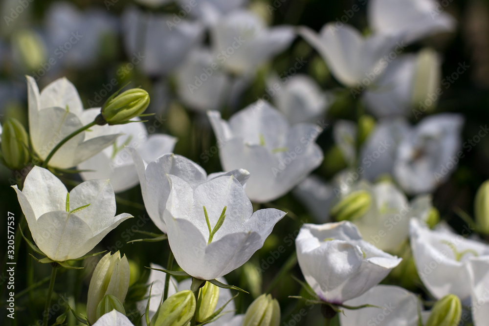Campanula Carpatica blooms in the summer in the garden. Many white Carpathian bells. Beautiful floral background with white flowers. White bells close-up. Campanula Carpatica blooms in the summer in the garden. Many white Carpathian bells. Beautiful floral background with white flowers. White bells close-up.