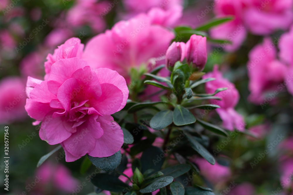 Pink azalea during flowering, bush, close up Pink azalea during flowering, bush, close up
