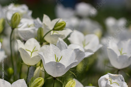 Campanula Carpatica blooms in the summer in the garden. Many white Carpathian bells. Beautiful floral background with white flowers. White bells close-up.