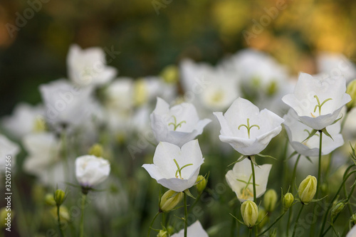 Campanula Carpatica blooms in the summer in the garden. Many white Carpathian bells. Beautiful floral background with white flowers. White bells close-up.