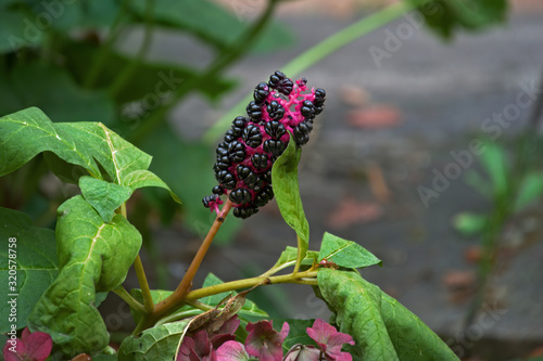 Phytolacca (Phytolacca decandra)  Kermesberry from South America photo