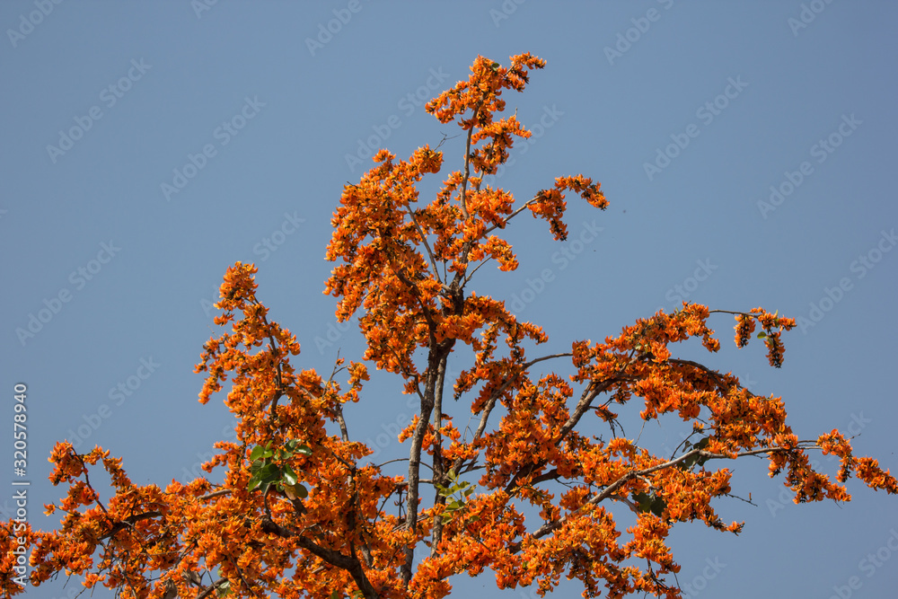 Orange flower or Butea monosperma flower Orange flower or Butea monosperma flower
