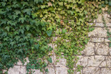 Ivy on stone wall 1