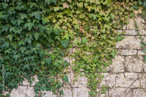 Ivy on stone wall 1