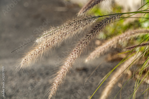 Dry yellow Cortaderia Selloana Pumila feather pampas grass with is on a dark background
