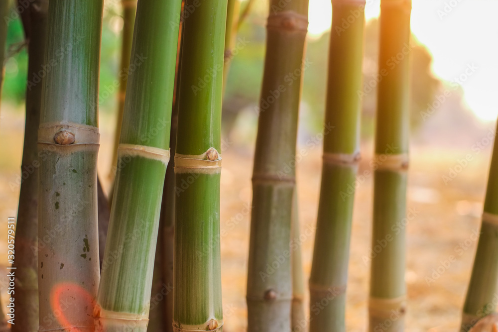 Group of green jointed and bud bamboo tree in the garden with soft orange light in evening close-up.