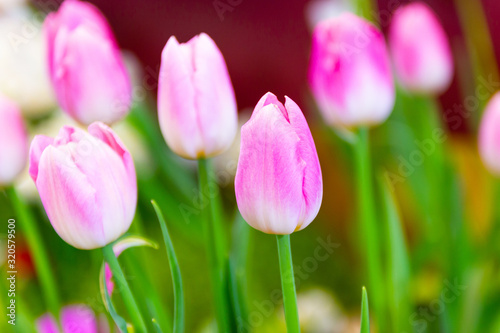 Pink tulips flower  beautifuly flower in garden plant  tulip spring-blooming