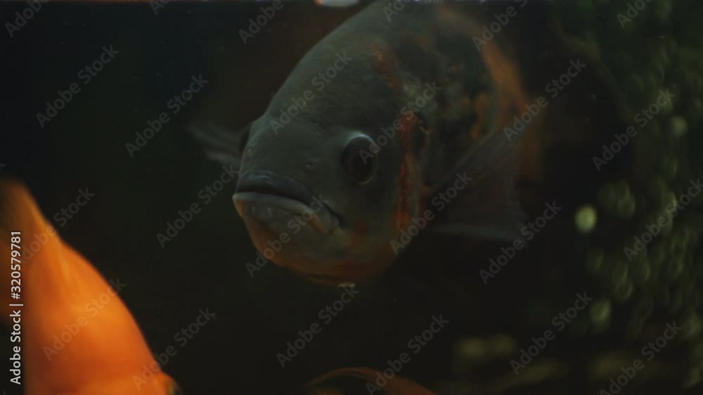 A fish swims in an aquarium. Close-up. Parrot fish with dark spots on the sides.1920 X 1080 Full Hd. A fish swims in an aquarium. Close-up. Parrot fish with dark spots on the sides.1920 X 1080 Full Hd.