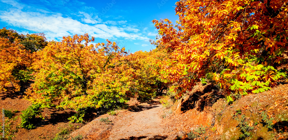Autumnal landscape with morning light in yellow and reddish tones Autumnal landscape with morning light in yellow and reddish tones