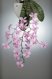 Elegant delicate natural orchid phalaenopsis schilleriana blooms at home. Home and garden flowers