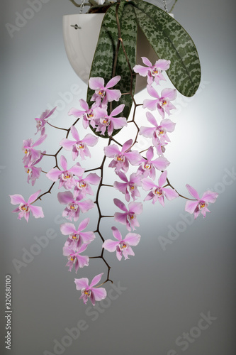 Elegant delicate natural orchid phalaenopsis schilleriana blooms at home. Home and garden flowers photo