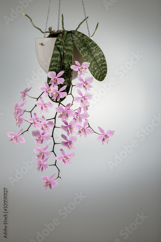 Elegant  natural  pink orchid phalaenopsis schilleriana blooms in a hanging pot at home . Home and garden flowers photo