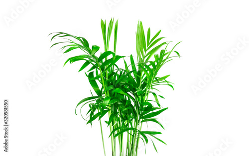 Houseplant, small green palm tree Chamaedorea isolated on white background. Copy spase © Syrtseva Tatiana