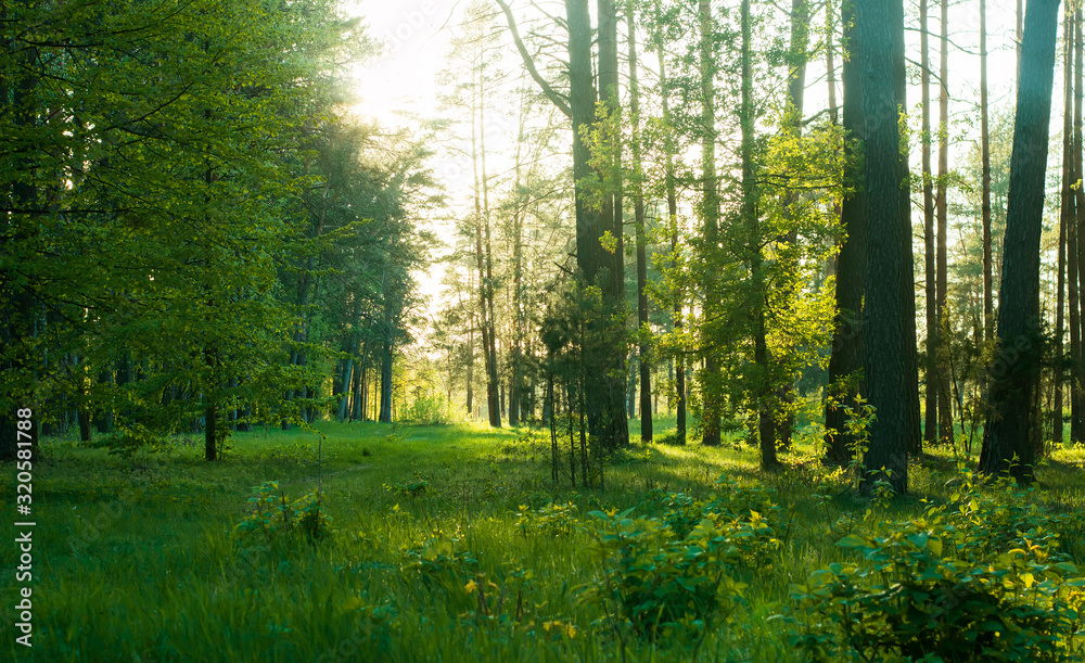 Fototapeta premium View of green forest in the spring before sunrise