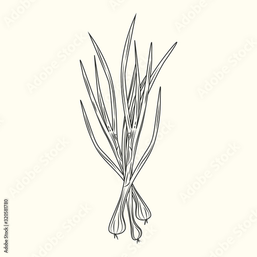 Green onion ink sketch isolated. Monochrome food ingredient. Natural organic fresh food.