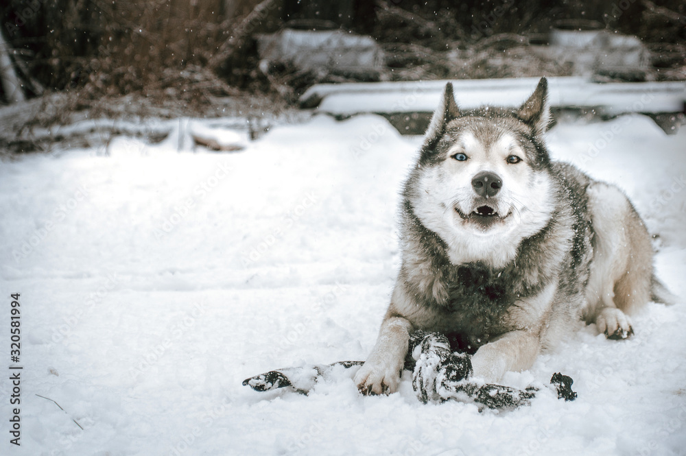 siberian husky in snow siberian husky in snow