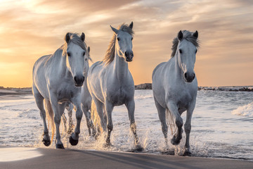 Foto auf Leinwand Pferde Weiße Pferde in der Camargue, Frankreich.  © beatrice prève