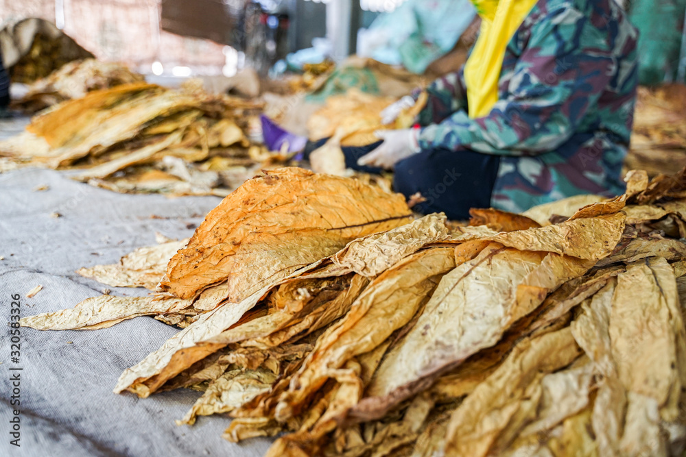 Farmer were selecting dry tobacco leaves grade(yellowing degree) before sale to tobacco industry in Thailand Farmer were selecting dry tobacco leaves grade(yellowing degree) before sale to tobacco industry in Thailand
