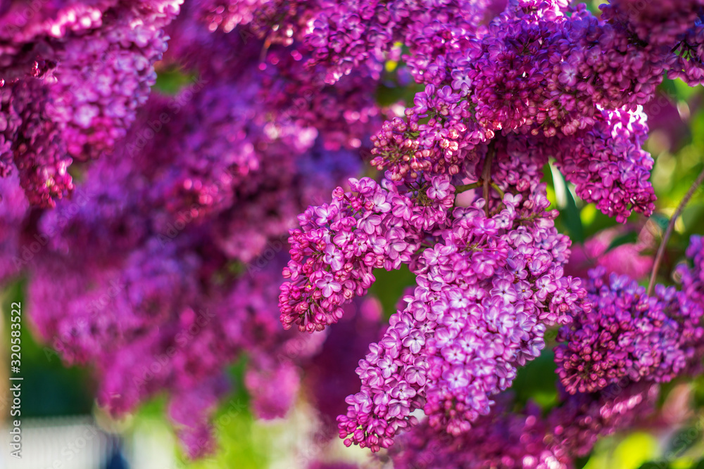 Dazzling floral background of lilac flowers. Lush branches of lilac. Spring natural juicy pink background. Purple lilac flowers. Branches strewn with flowers Dazzling floral background of lilac flowers. Lush branches of lilac. Spring natural juicy pink background. Purple lilac flowers. Branches strewn with flowers