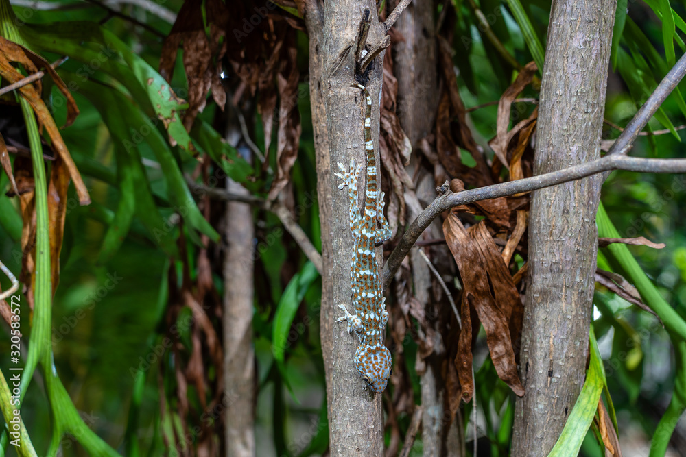 Tokay gecko on a tropical tree at night on the island of Koh Phangan, Thailand