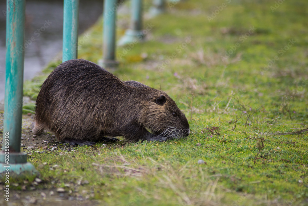 Portrait of nutria standing in border water Portrait of nutria standing in border water