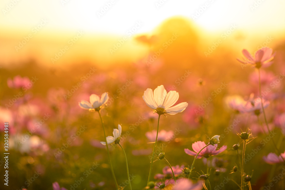 Beautiful cosmos flowers blooming in garden with sunset light