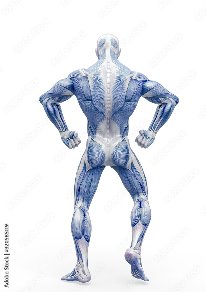 muscleman anatomy heroic body doing a bodybuilder pose four in white background_