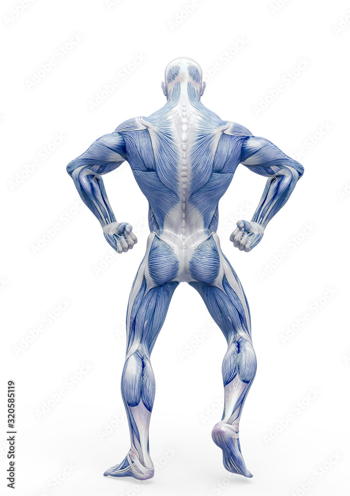muscleman anatomy heroic body doing a bodybuilder pose four in white background_ muscleman anatomy heroic body doing a bodybuilder pose four in white background_