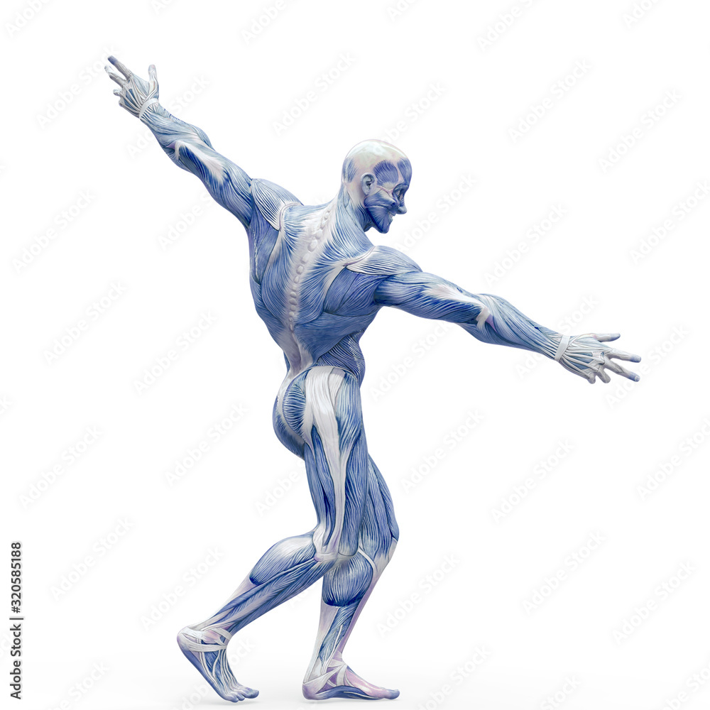 muscleman anatomy heroic body doing a bodybuilder pose nine in white background muscleman anatomy heroic body doing a bodybuilder pose nine in white background