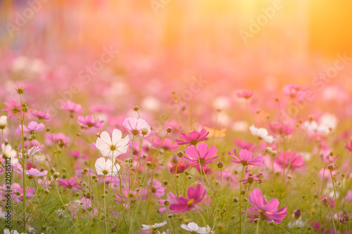 Beautiful cosmos flowers blooming in garden with sunset light © mr_gateway