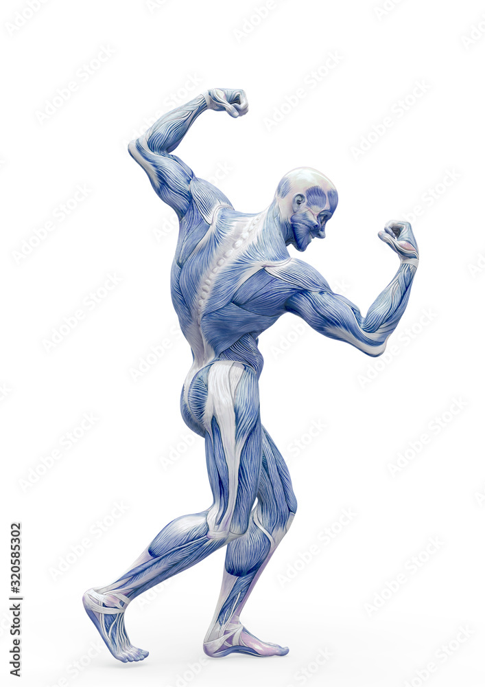 muscleman anatomy heroic body doing a bodybuilder pose two in white background muscleman anatomy heroic body doing a bodybuilder pose two in white background
