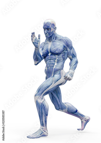 muscleman anatomy heroic body doing a fight pose one in white background