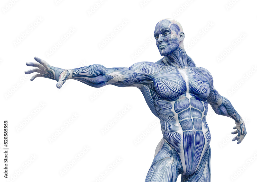 muscleman anatomy heroic body is trying to reach in white background muscleman anatomy heroic body is trying to reach in white background