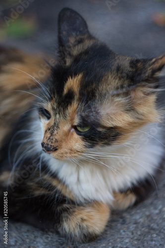 cat with blue eyes