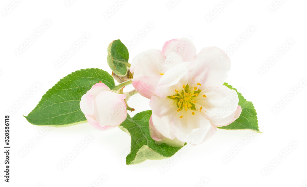 blossom of Apple flower isolated white background