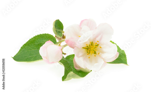 blossom of Apple flower isolated white background