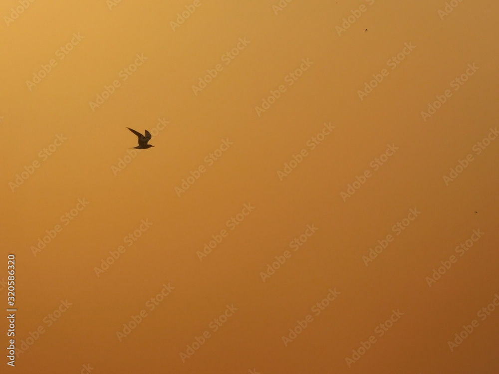 Fototapeta premium Birds
