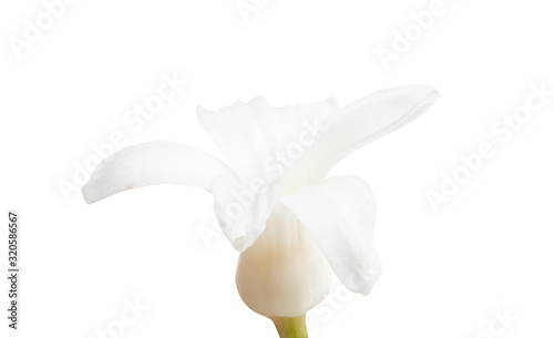 Fototapeta Naklejka Na Ścianę i Meble -  hyacinth flower isolated