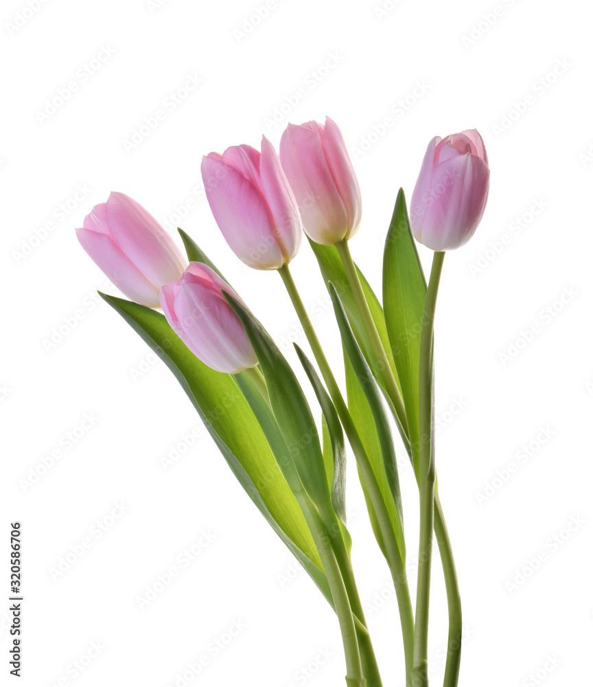 pink tulip flowers isolated without shadow clipping path pink tulip flowers isolated without shadow clipping path