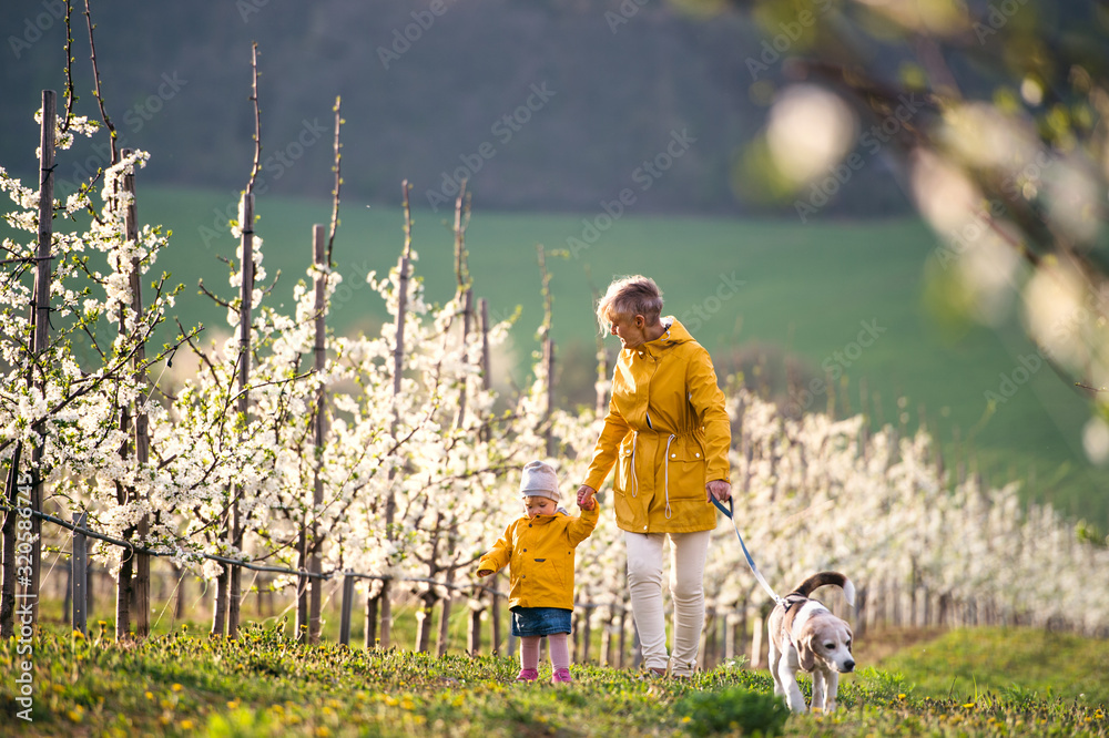 Front view of senior grandmother with granddaughter walking in orchard in spring. - obrazy, fototapety, plakaty 