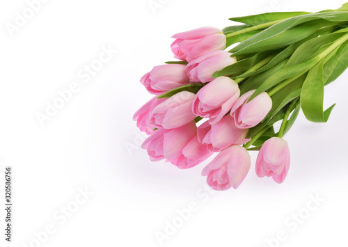 pink tulip flowers isolated on white