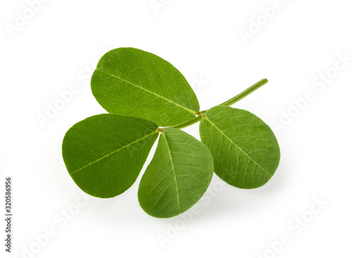 peanut leaf isolated white background with clipping path