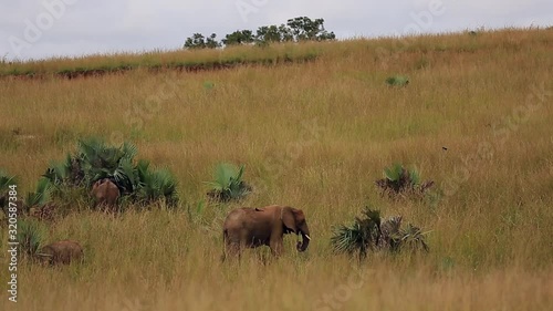 Big and small lephants graze in the tall grass of the African Savannah photo