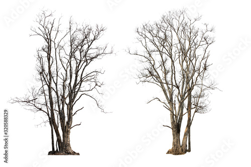 Dry tree or dead tree isolated collection on white background with clipping path
