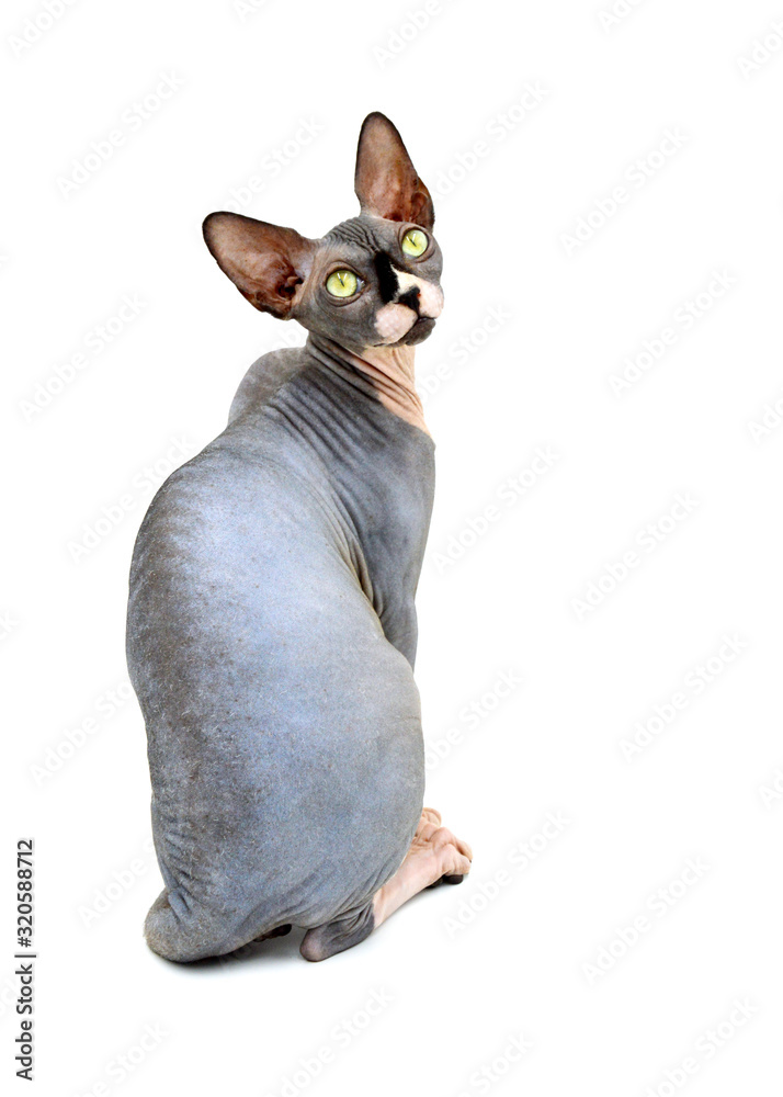 A purebred sphynx cat during a photo shoot. It is a hairless cat.
